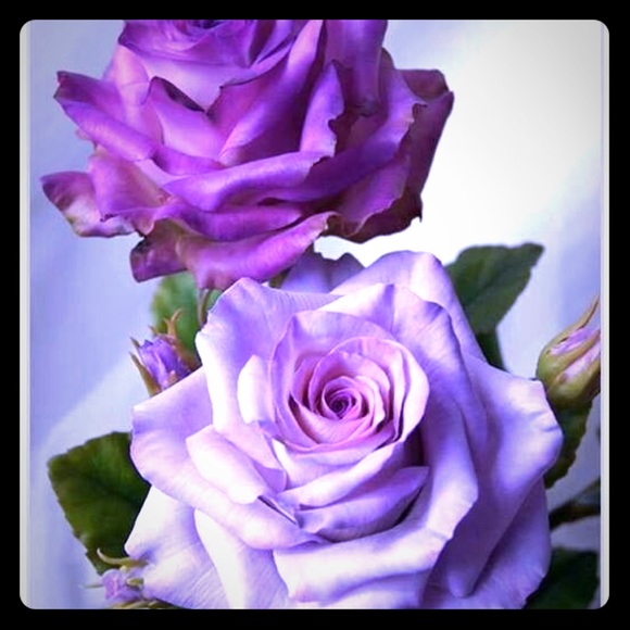 Meet your Posher, Maria - Picture 1 of 1